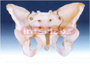 Adult Female Pelvis